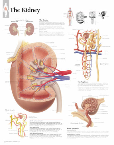 Kidney 2000 1