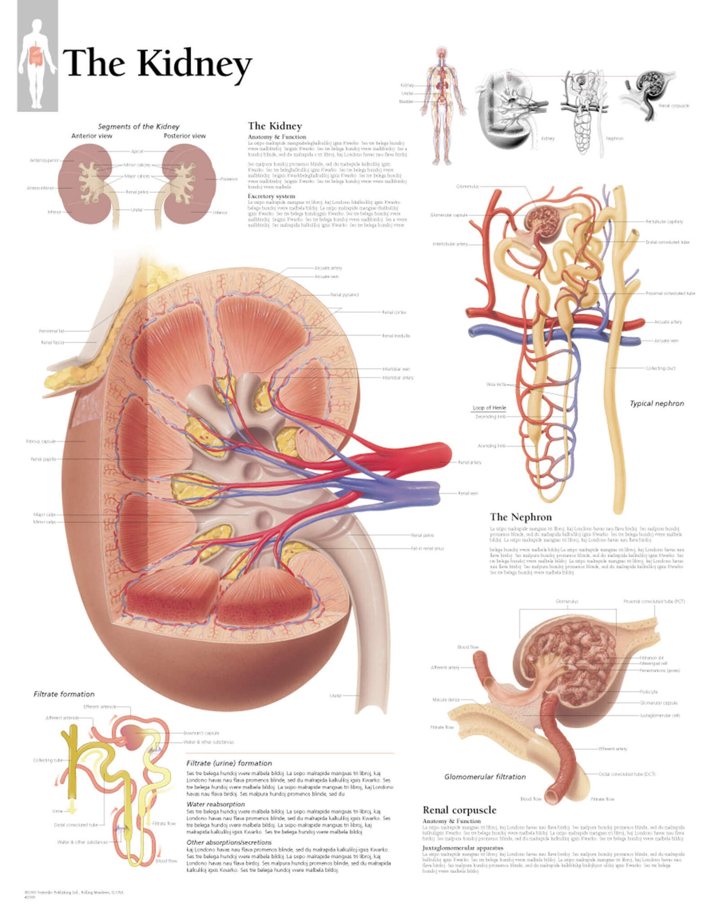 Kidney 2000