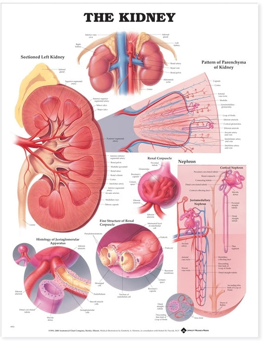 Kidney Anatomical Chart 9951