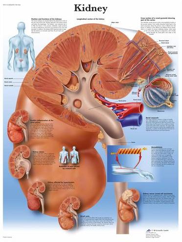 Kidney Chart VR1515