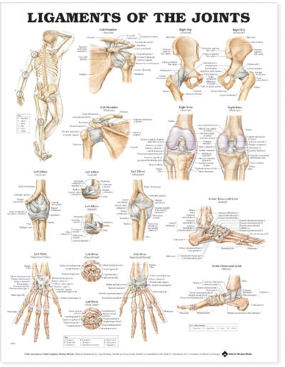 Ligaments of the Joints Anatomical Chart 9793 1