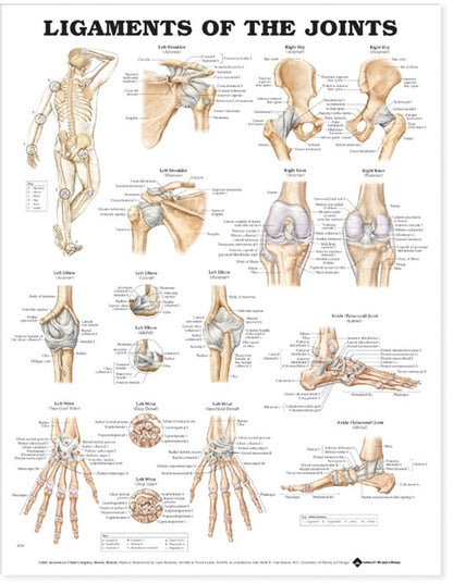 Ligaments of the Joints Anatomical Chart 9793