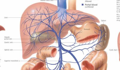 Liver 1800 2