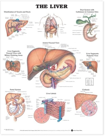 Liver Anatomical Chart 9960 1