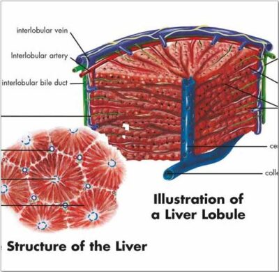 Liver Chart VR1425 2