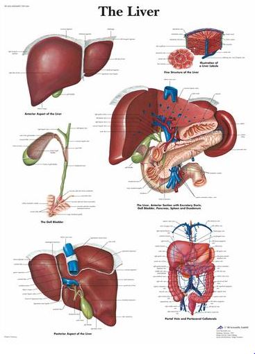 Liver Chart VR1425