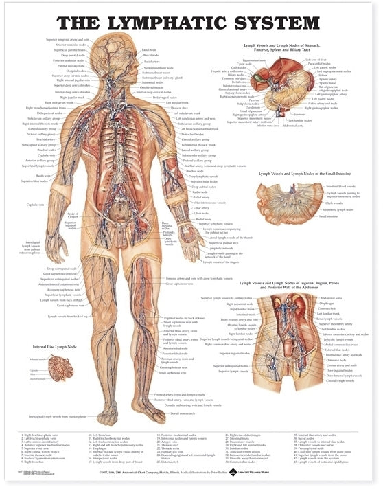 Lymphatic System Anatomical Chart 8937