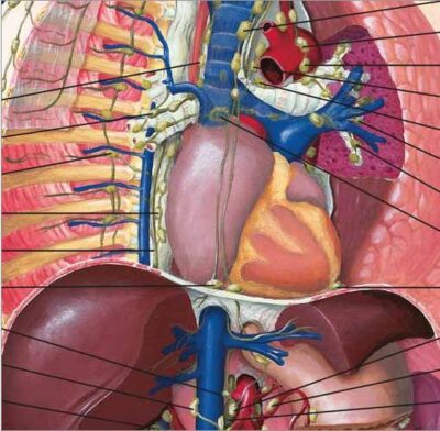 Lymphatic System Chart VR1392 1