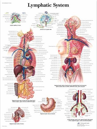 Lymphatic System Chart VR1392