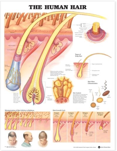 Human Hair Anatomical Chart 9942 1