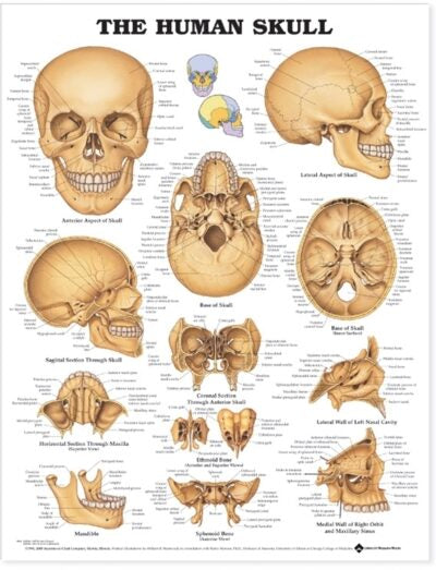 Human Skull Anatomical Chart 9991 1