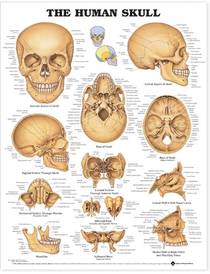 Human Skull Anatomical Chart 9991