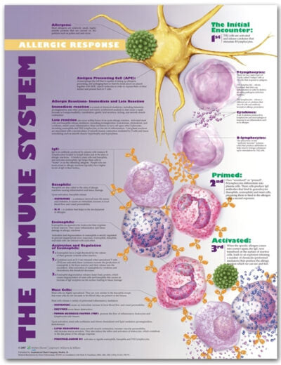 Immune System: Allergic Response Anatomical Chart 9730 1