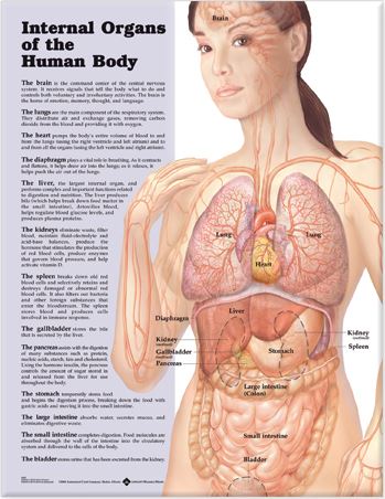 Internal Organs of the Human Body Anatomical Chart 828X