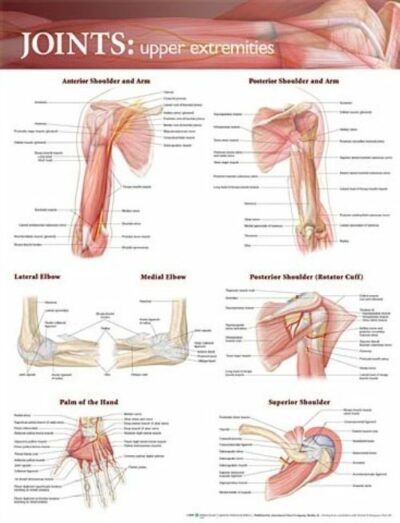 Joints of the Upper Extremities Anatomical Chart 9792 1
