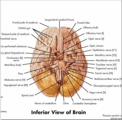 Nervous System Chart VR1620 2