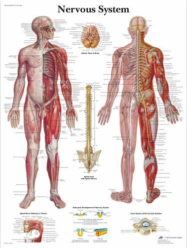 Nervous System Chart VR1620