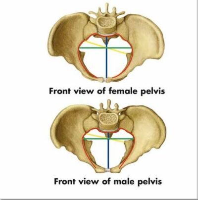 Pelvis and Hip Chart – Anatomy and Pathology VR1172 1
