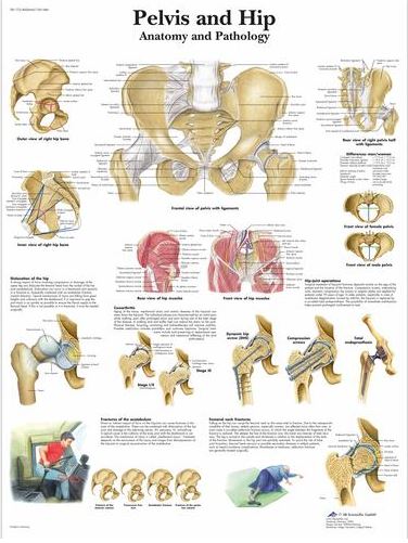 Pelvis and Hip Chart – Anatomy and Pathology VR1172