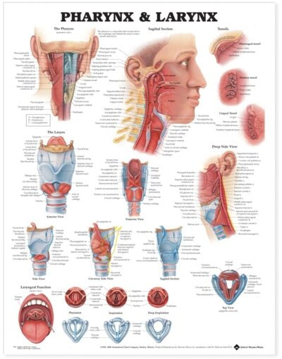 Pharynx & Larynx Anatomical Chart 9879 1