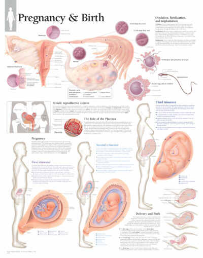 Pregnancy & Birth 5001 1