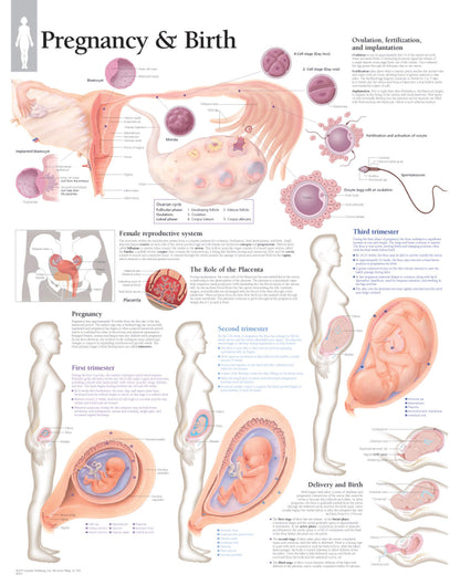 Pregnancy & Birth 5001