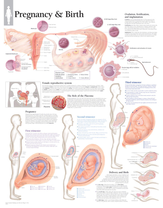 Pregnancy & Birth 5001