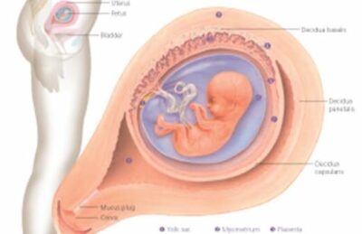 Pregnancy & Birth 5001 2