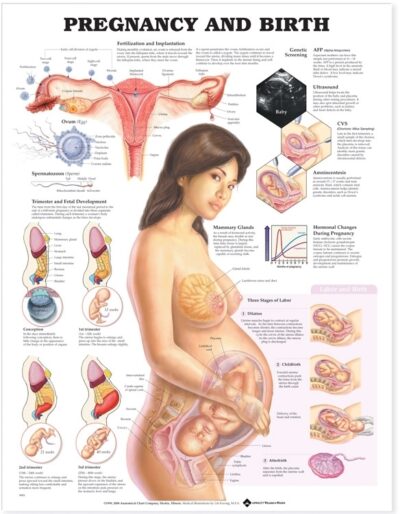 Pregnancy and Birth 9981 1