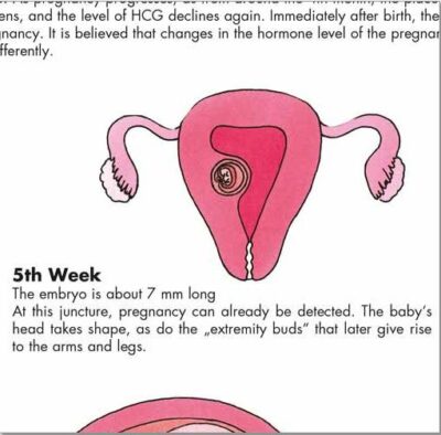 Pregnancy Chart VR1554 2