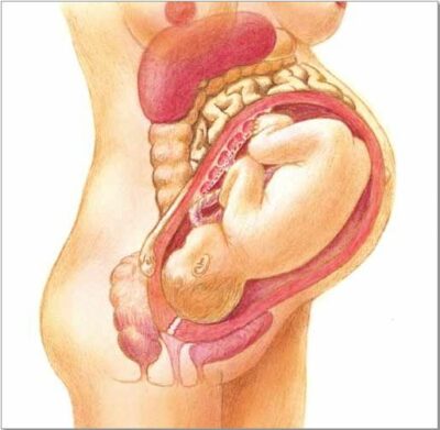 Pregnancy Chart VR1554 1