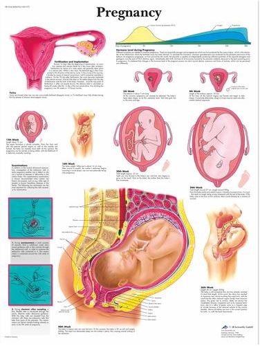 Pregnancy Chart VR1554