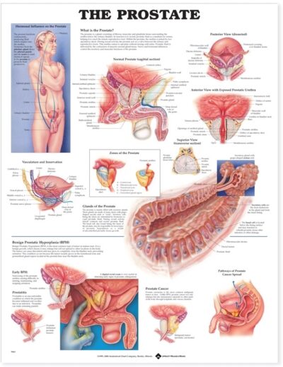 Prostate Anatomical Chart 9863 1