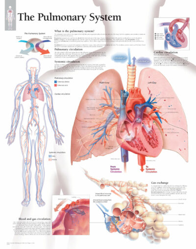Pulmonary System 1800 1