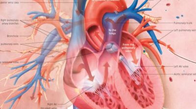 Pulmonary System 1800 3