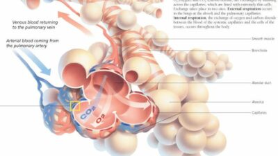 Pulmonary System 1800 2
