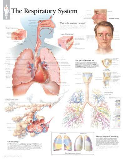 Respiratory System 1300 1