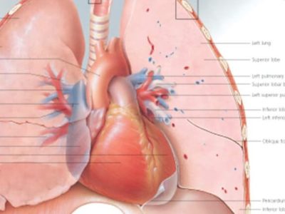 Respiratory System 1300 3
