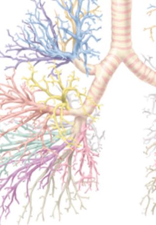 Respiratory System 1300 2