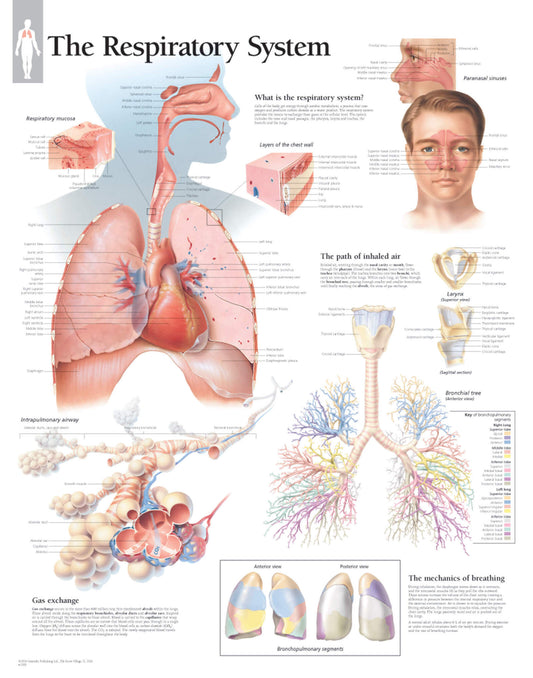 Respiratory System 1300