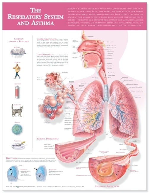 Respiratory System and Asthma Anatomical Chart 9768