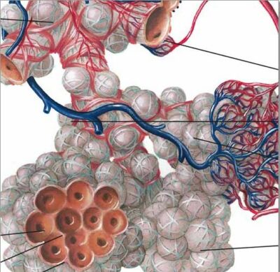 Respiratory System Chart VR1322 2