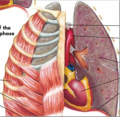 Respiratory System Chart VR1322 1