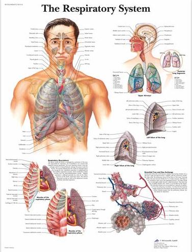 Respiratory System Chart VR1322