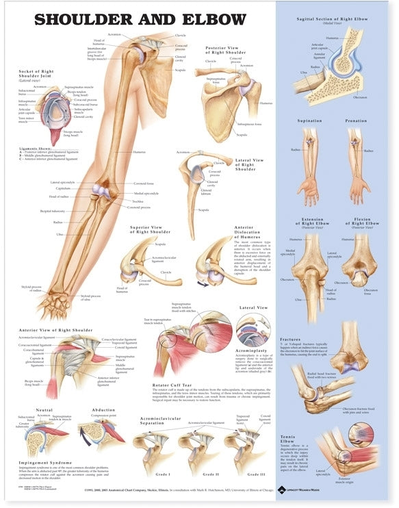 Shoulder and Elbow Anatomical Chart 9799