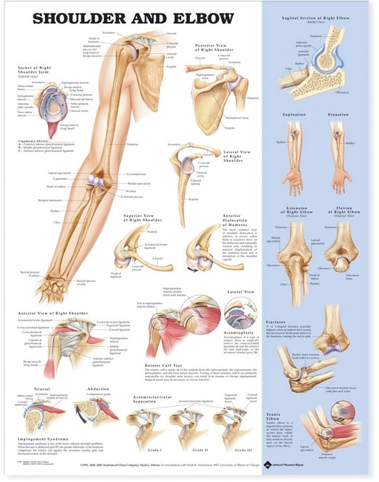 Shoulder and Elbow Anatomical Chart 9799