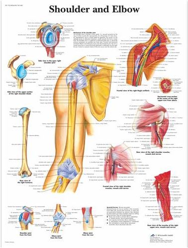 Shoulder and Elbow Chart VR1170