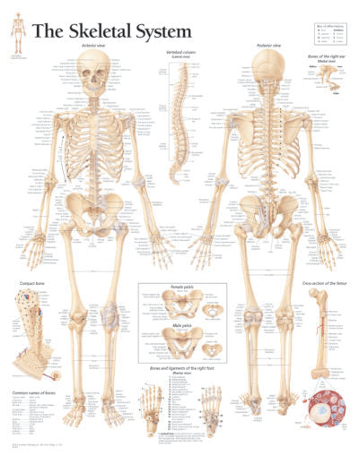 Skeletal System 1000 1