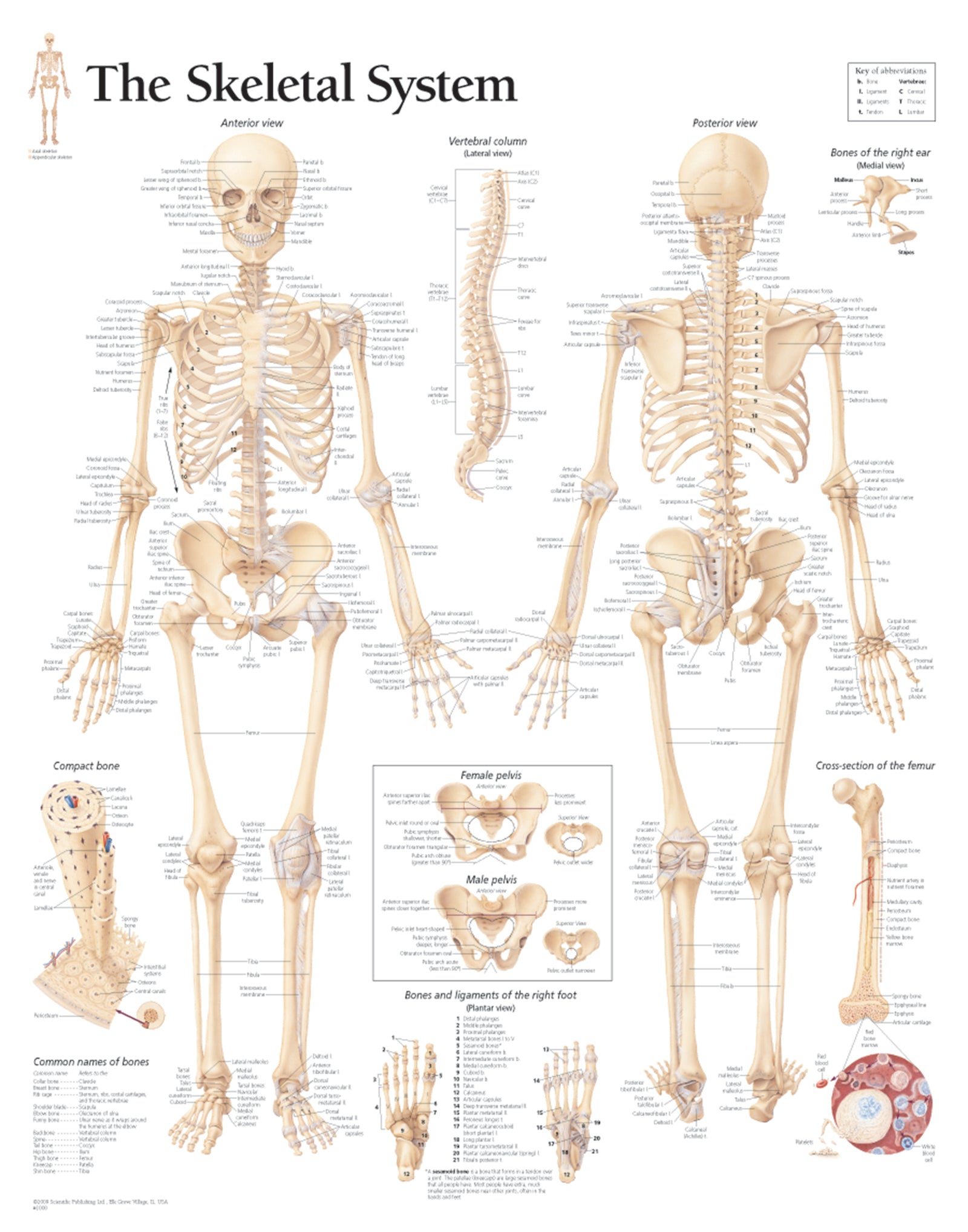 Skeletal System 1000