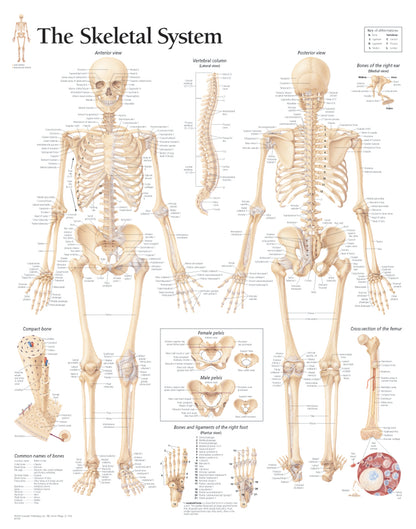 Skeletal System 1000